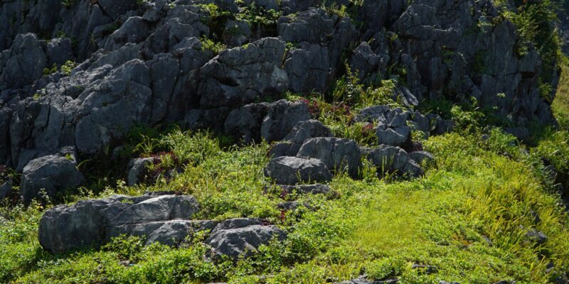 A field of bare grey limestone outcrops breaking through rough grass on an open hillside, with no road, no building and no person anywhere in the frame.