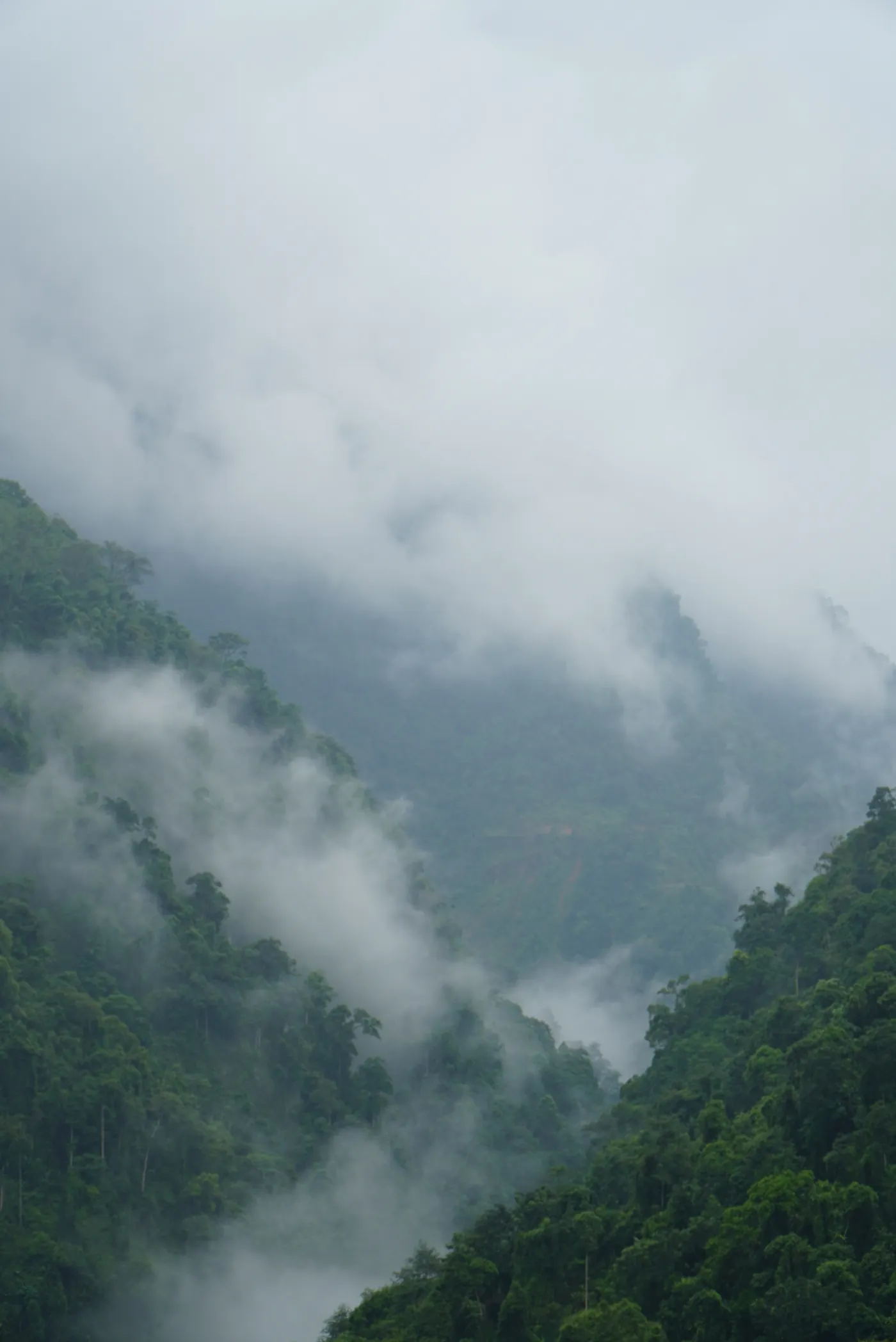 Low cloud lying in a steep forested valley in Hà Giang, ridge behind ridge fading into white mist, with no road or building visible