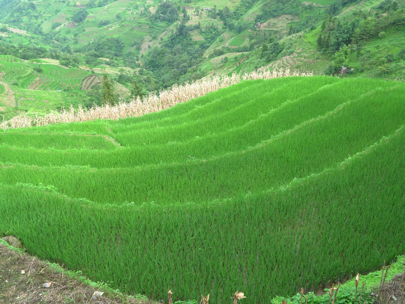 A broad hillside of terraced rice paddies in vivid green, the planted steps curving along the contour of the slope, with a band of tall pale-flowered grasses running across the upper left and darker forested ridges with more terracing rising behind. No people are in the frame