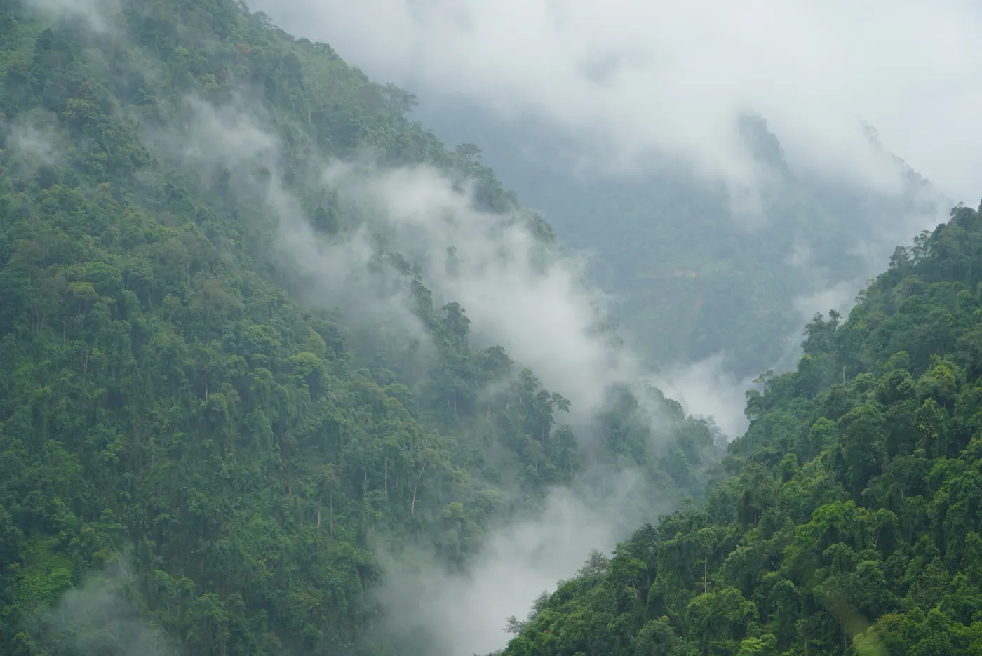 Cloud pouring through a steep forested valley in Hà Giang, ridge behind ridge disappearing into white mist, with dense green vegetation on the near slopes