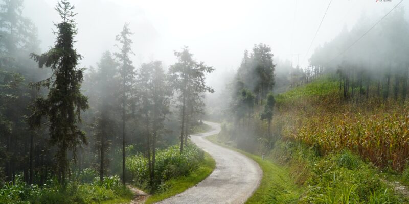 A single-lane concrete track curving away into thick white fog between tall conifers, the far end of the road disappearing entirely into cloud, with wet grass and a maize field along the right-hand verge.
